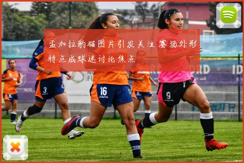 孟加拉豹猫图片引发关注 赛场外形特点成球迷讨论焦点